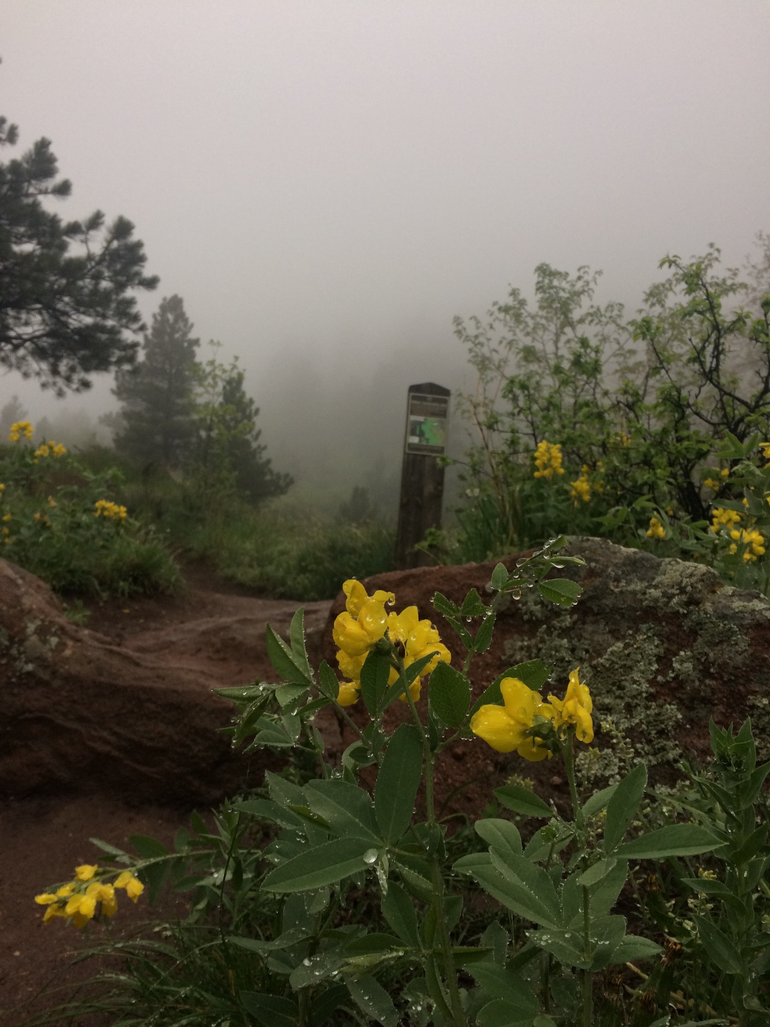 Wet Viewpoint Trail in Boulder, CO
